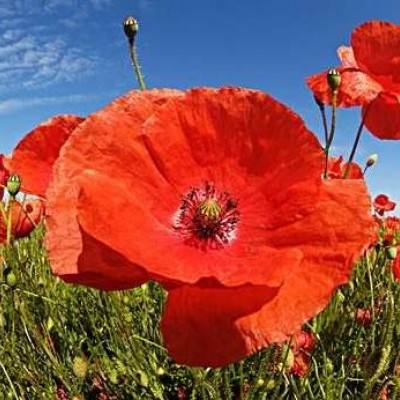 澳门一码一肖一特一中